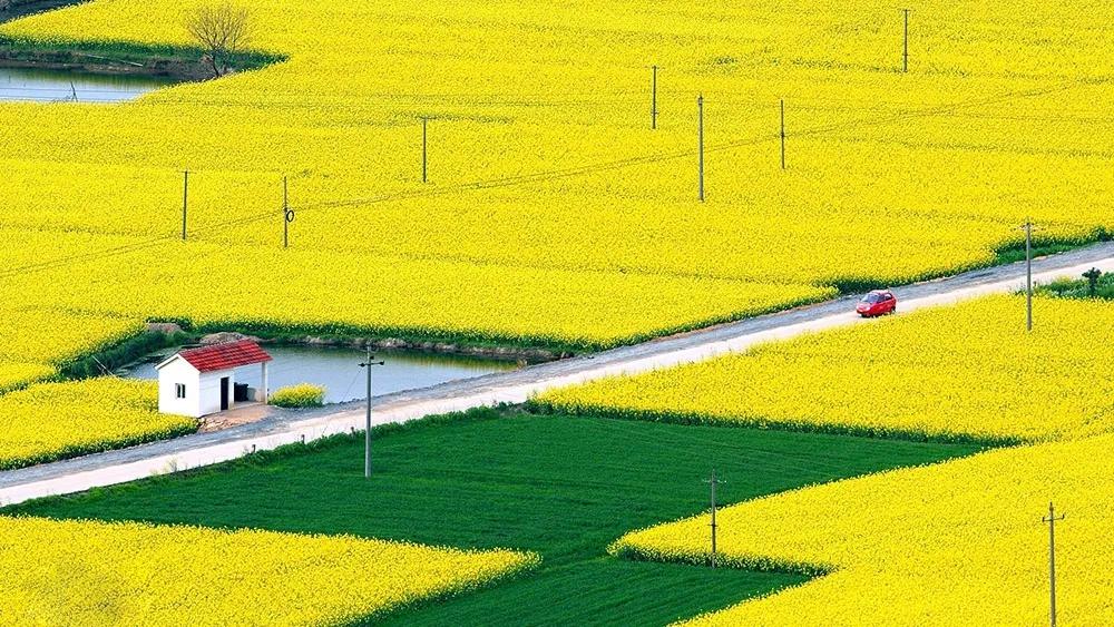油菜花风景点,罗平县小油菜花