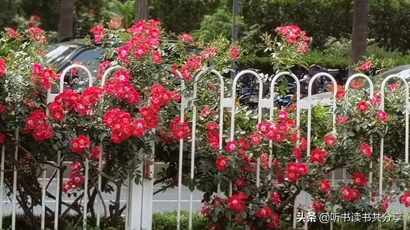 十全十美的月季,寻找最美的月季