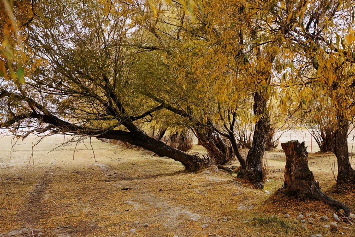 大美*疆新**，一个快递不包邮的地方，藏着不一样的异域风情