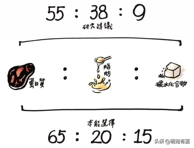 猫咪体重跟吃的猫粮计算,猫猫每日食谱大全