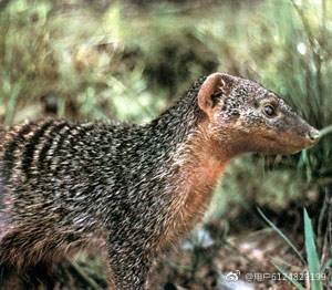 汉字中读音相同意思不一样的字,神奇的汉字长读音