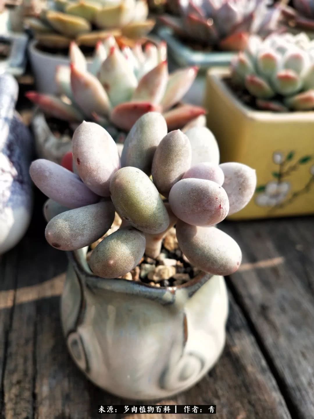 入坑多肉无法自拔,沉迷多肉无法自拔