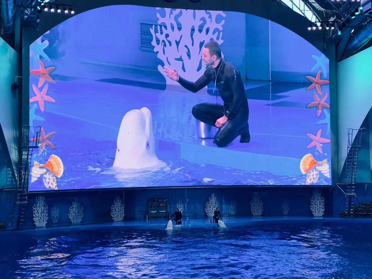 海参崴艺术表演,海参崴歌舞表演与风情表演的区别