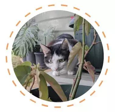 白色猫病,爱喝水的猫得了什么病