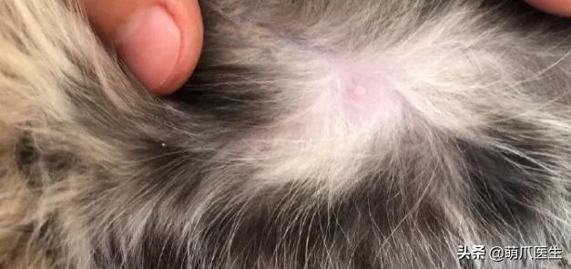猫身上长了粉色疙瘩,公猫身上长了粉色的疙瘩