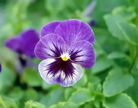 三色堇鬼脸花,三色堇为什么叫鬼脸花