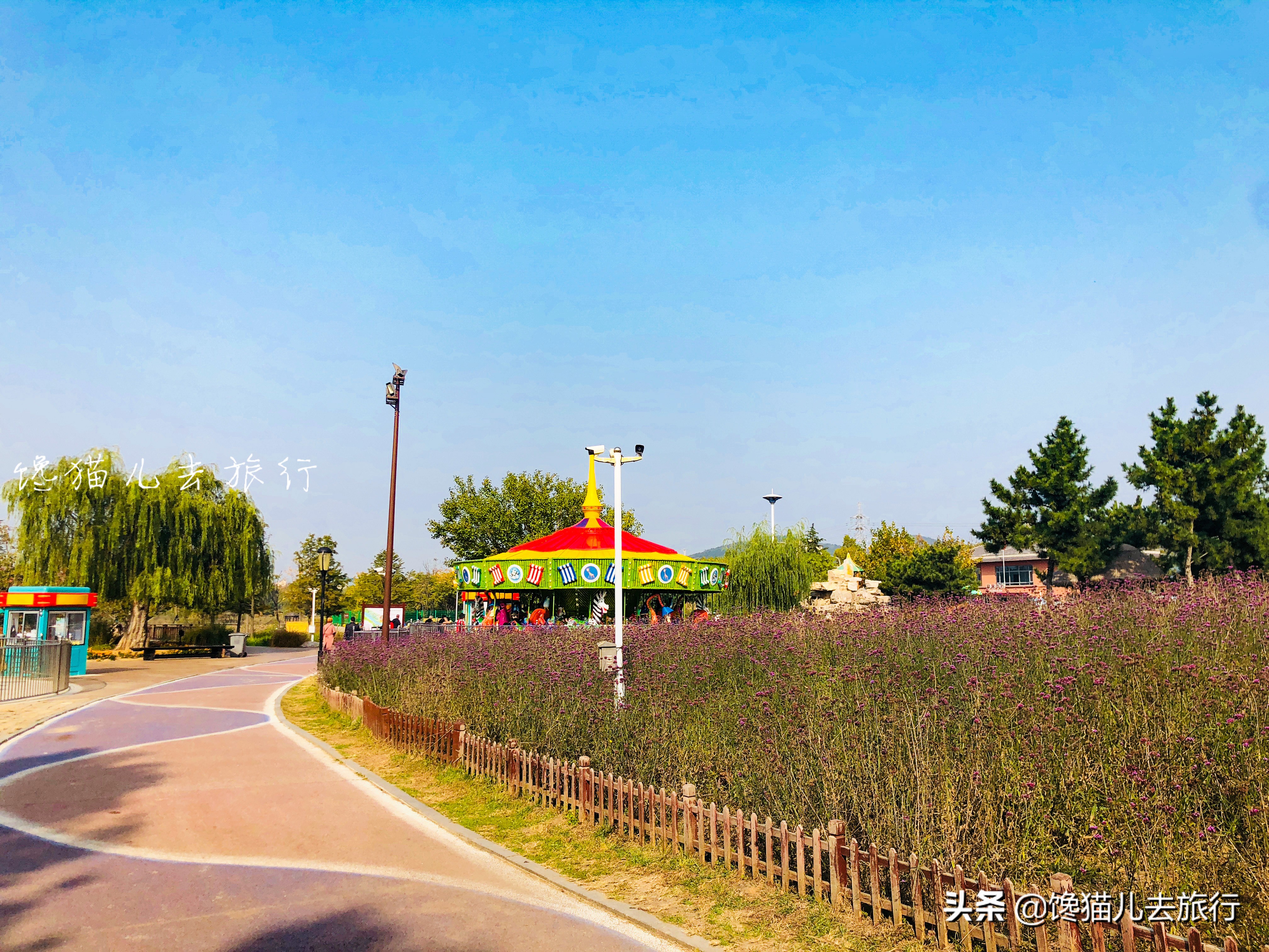 威海这种网红草,如何以一己之力,成为秋天里最受众人追捧的草?