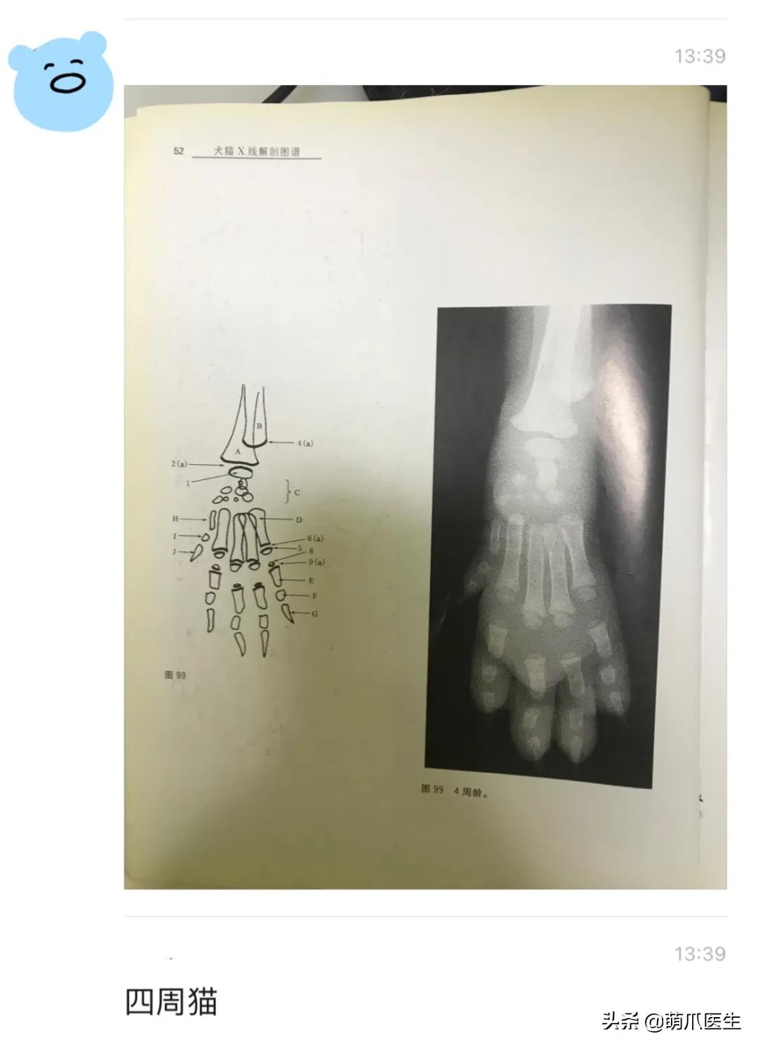 x光猫爪辟谣,猫爪x光是真的吗