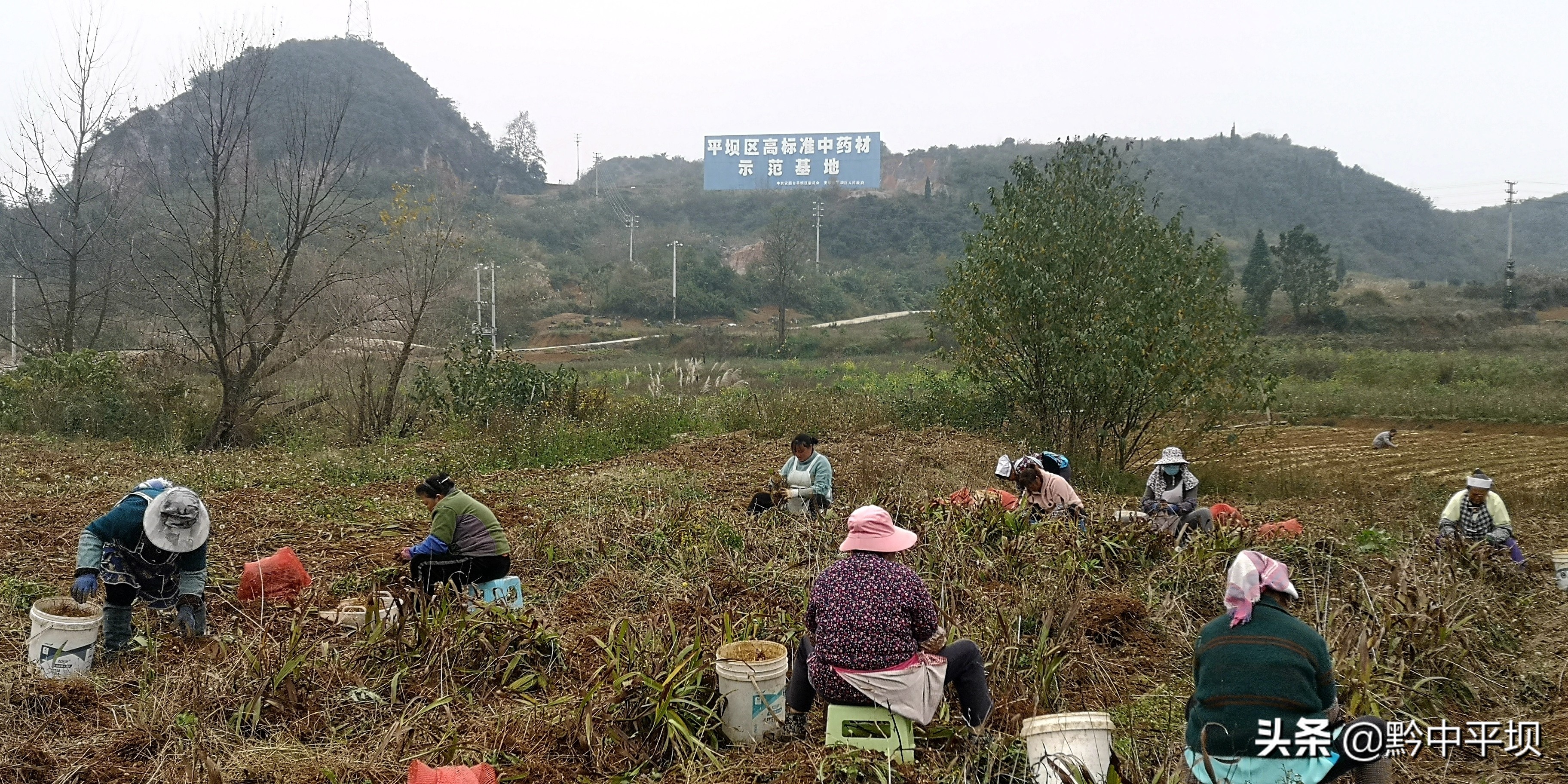 千亩药材获丰收拓展藏乡致富路,5万亩紫花苜蓿铺就群众致富路