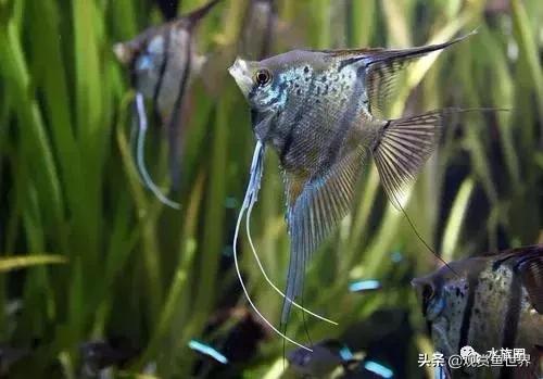 埃及观赏鱼的饲养要点,埃及神仙鱼的饲养技巧和方法