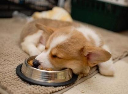 狗狗寿命有多长？如果有这几个特征，说明它已经是老狗了