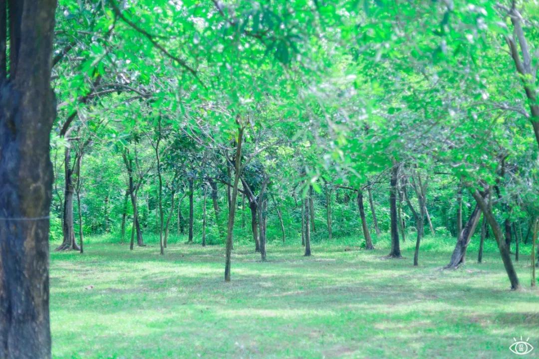 深圳宝藏公园风景图片,深圳宝藏自然游乐区