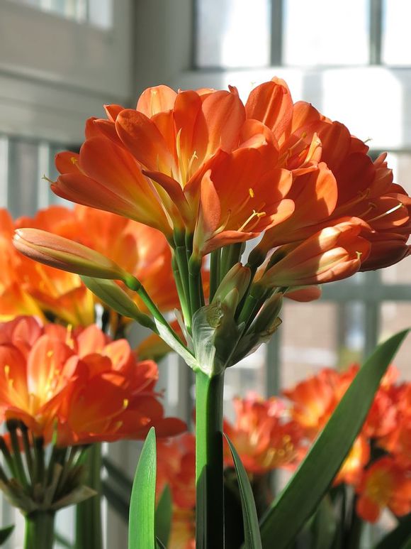 为何有的君子兰怎么养都不开花,君子兰长得很好但不开花怎么办