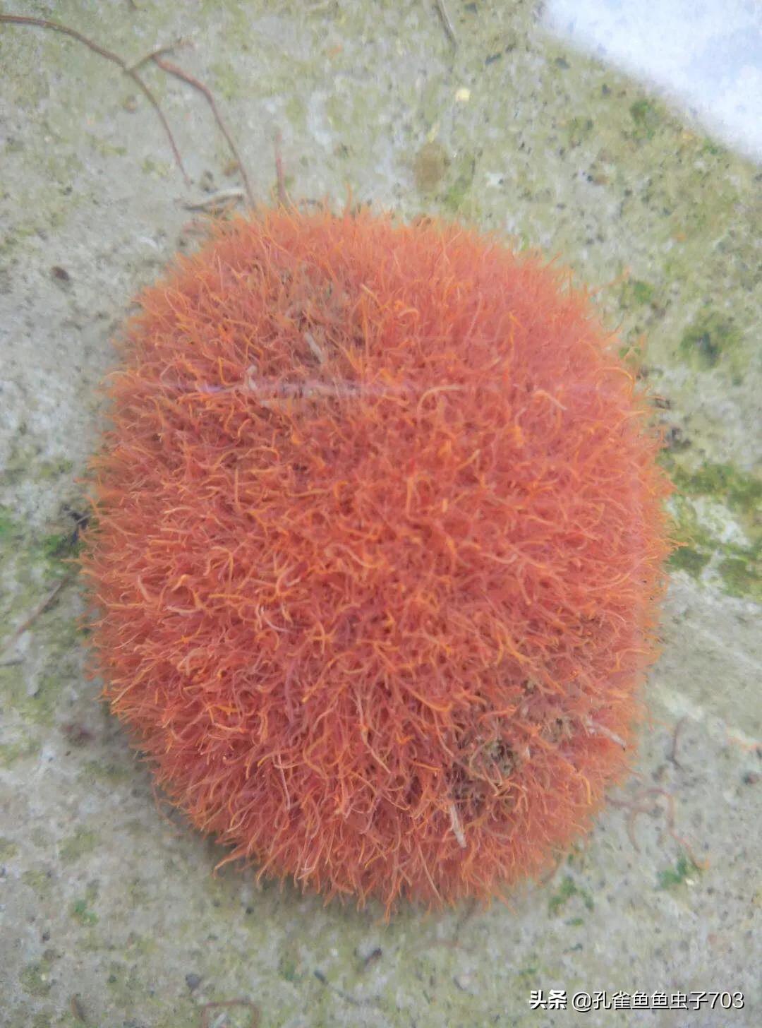 孔雀鱼鱼苗喂什么食物长得快,孔雀鱼需要每天投喂食物吗