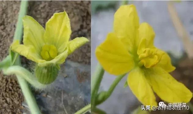 西瓜栽培技术全面的文字解释,西瓜栽培技术和方法