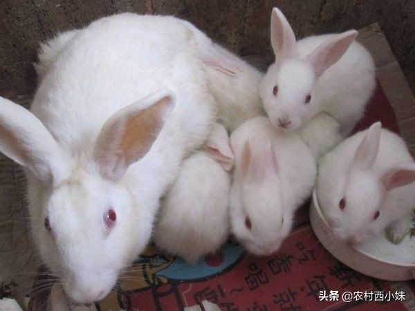 不同兔子要养多久才可以生崽,不同窝的兔子怎么放在一起养