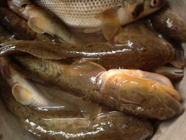 盐沟里钓“光鱼”，体形似胡萝卜，有点虎头蛇尾的感觉