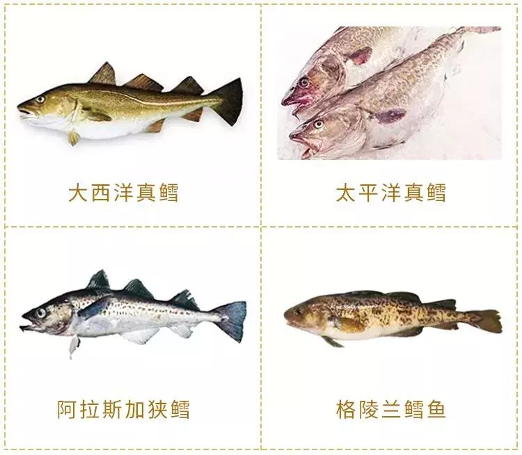 吃鳕鱼为什么会拉黄油,鳕鱼大人吃没事小孩吃了拉油