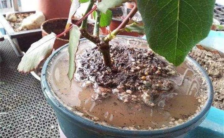 养花的虫害分类及防治,养花如何预防虫害视频教程