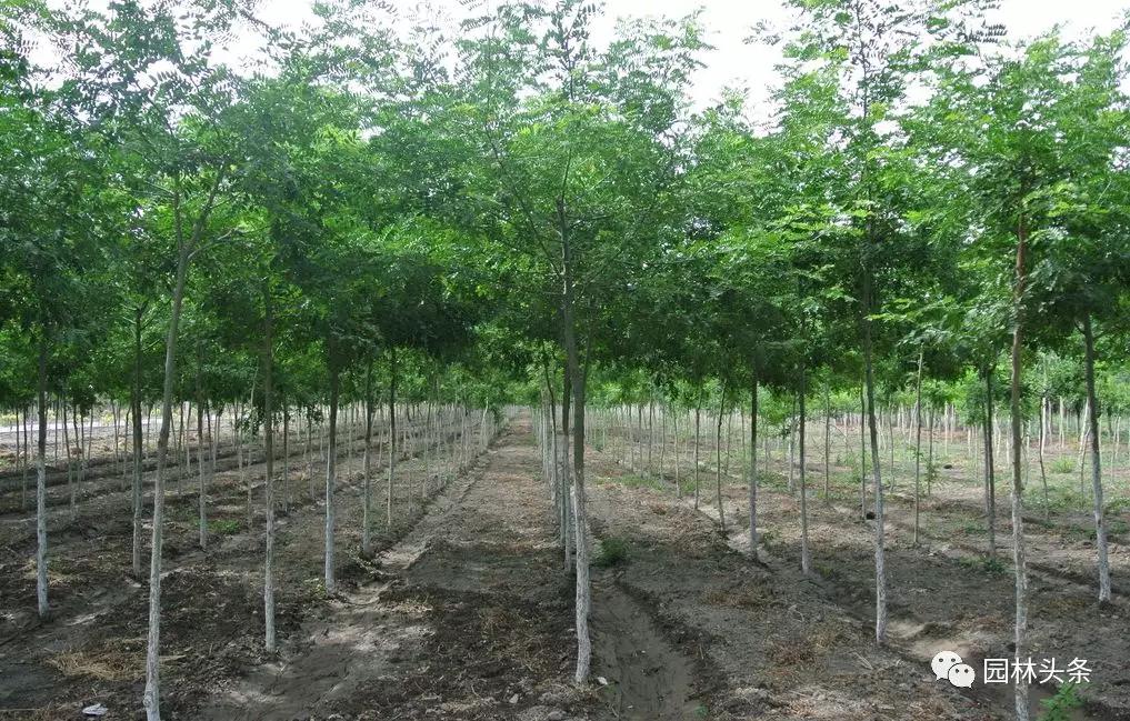 全身是宝的树木,皂角树全身是宝吗