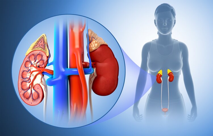 肾阴虚怎么快速治肾虚,肾阴虚和肾阳虚怎么判断肾不好