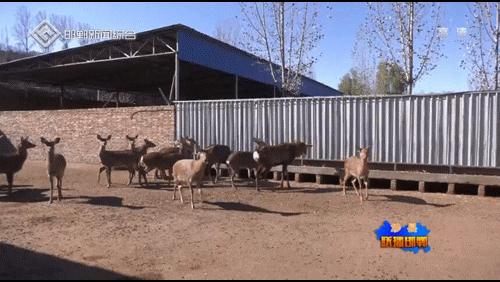 涉县任志方:90后小伙致富有“鹿”