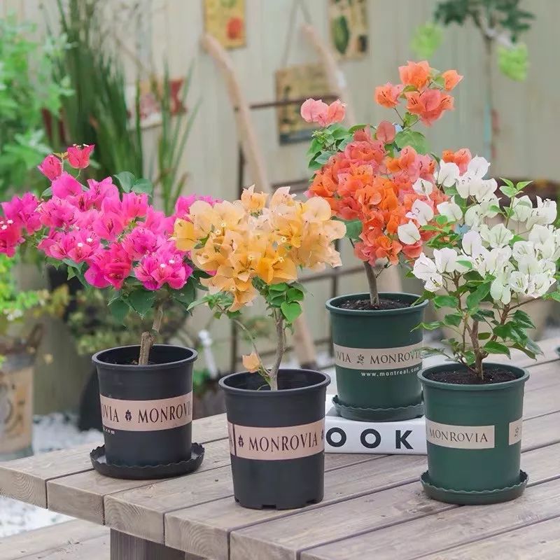 冬天一定要养的十种花,冬天养花养哪些植物好看