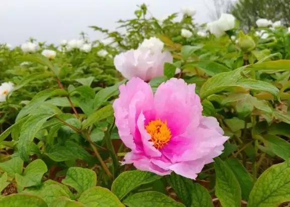 「“孝”感天下情润山水」安陆，一座让你流连忘返的城市！