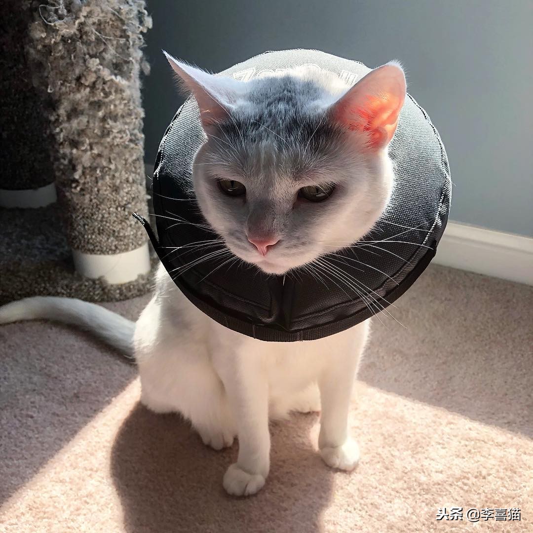 母猫绝育术后护理,公狗金毛绝育手术后期出院护理