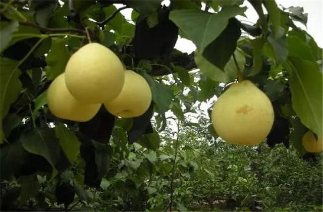 梨树病虫害防治有哪些方法,梨树的病虫防治方法有哪些