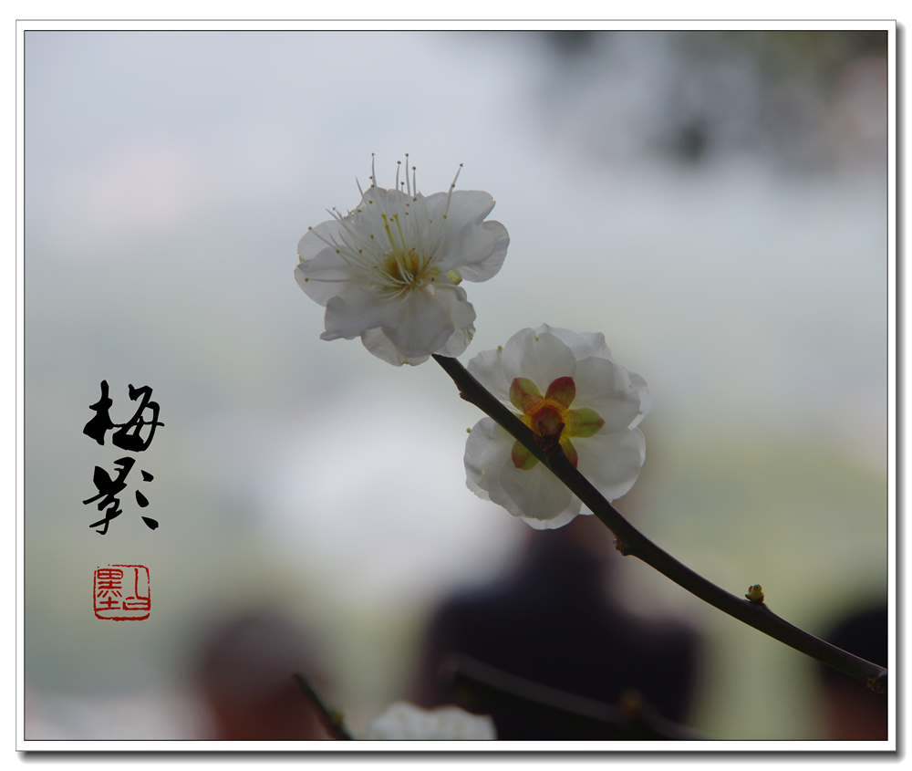 从周密咏物词的语言和写作手法上，看他在词作中表达的情感