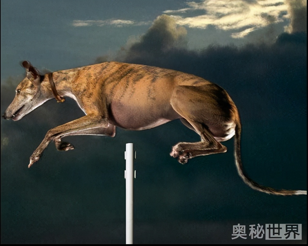 世界上最真实的小宠物图片,世界上最牛的小宠物图片