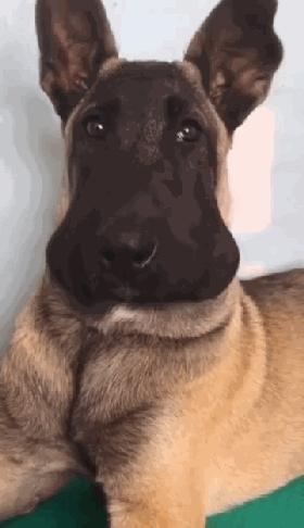 二哈碰到蜜蜂视频,被蜜蜂叮到二哈