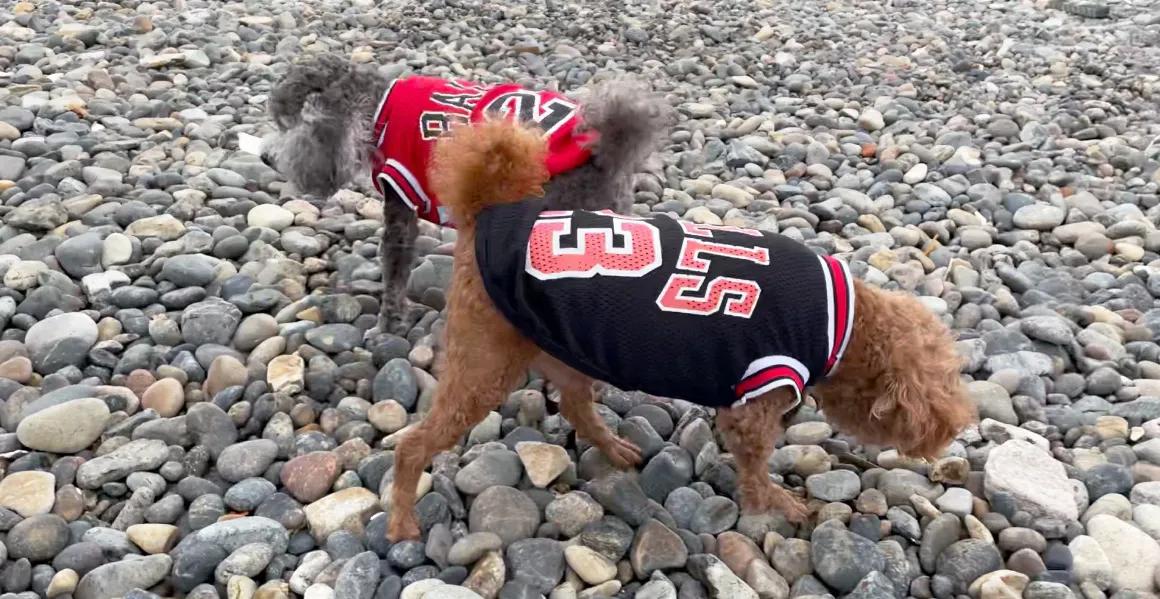 舟山桃花岛武侠城,舟山群岛桃花岛金庸文化园