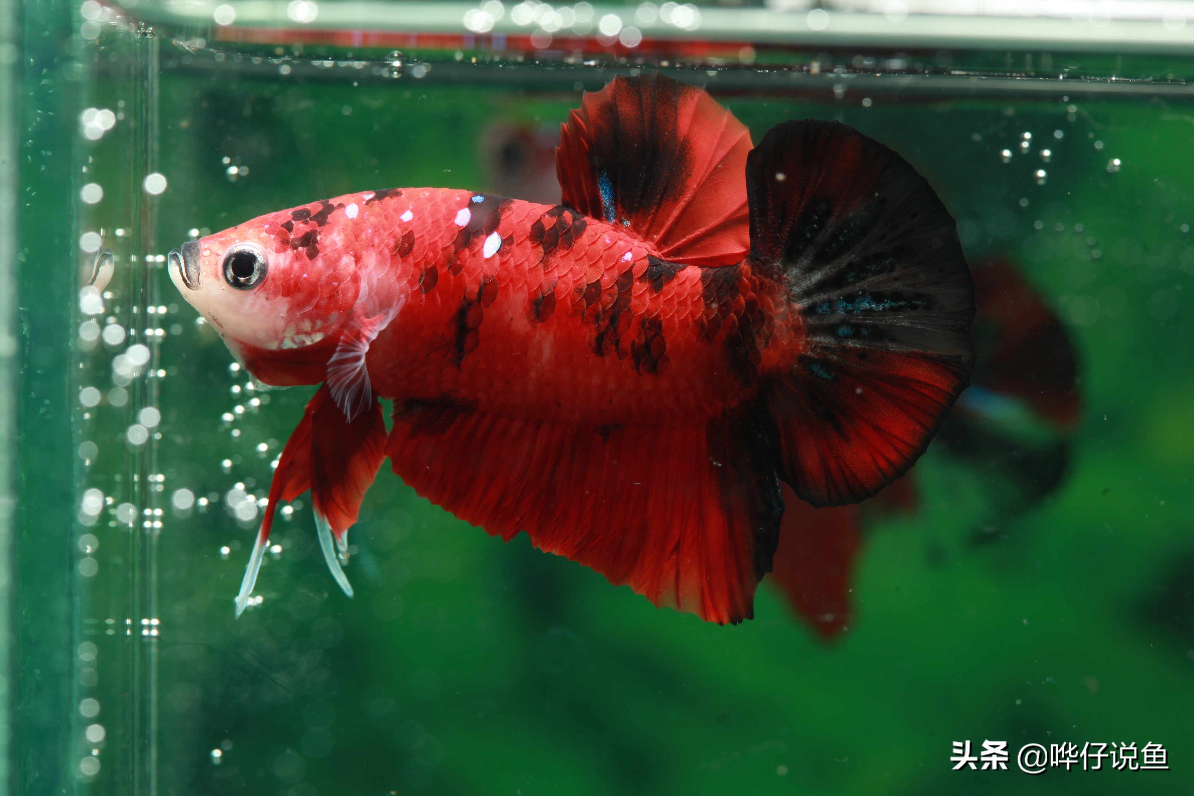 适合春节的观赏鱼,过年家里必养的十大观赏鱼