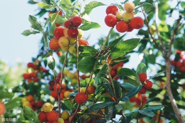 杨梅丰产栽培技术有哪些,杨梅种植方法及管理技术