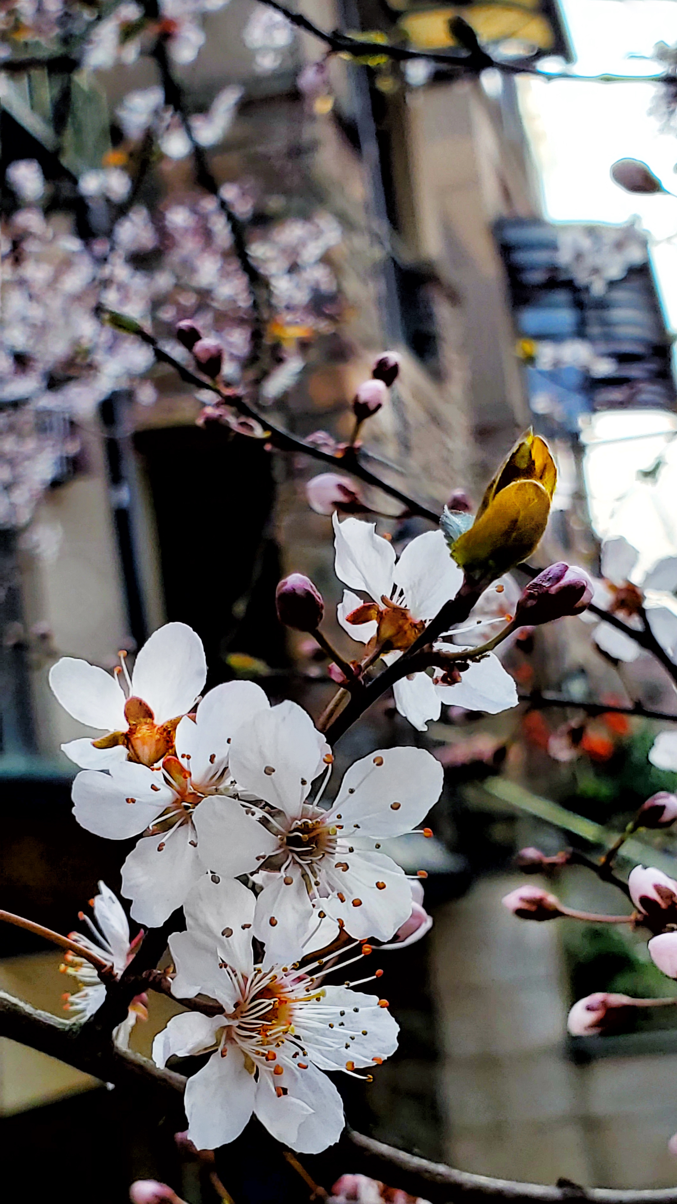 和春住。带着小神兽去踏青