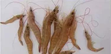 对虾红脚是什么原因,对虾红体的原因及其应对办法