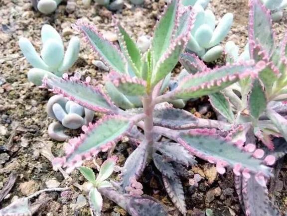 养鸟不死的诀窍,不死鸟的养殖方法与功效