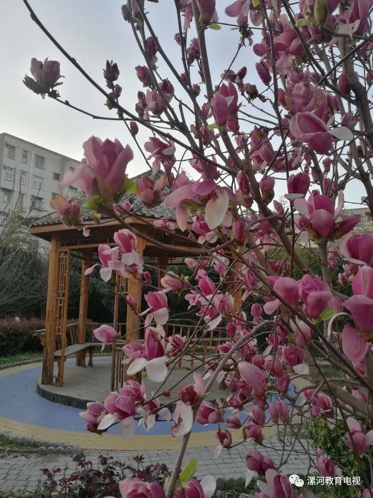 鲲鹏展翅自兹始，鹰击长空助梦飞——奋进中的漯河二中