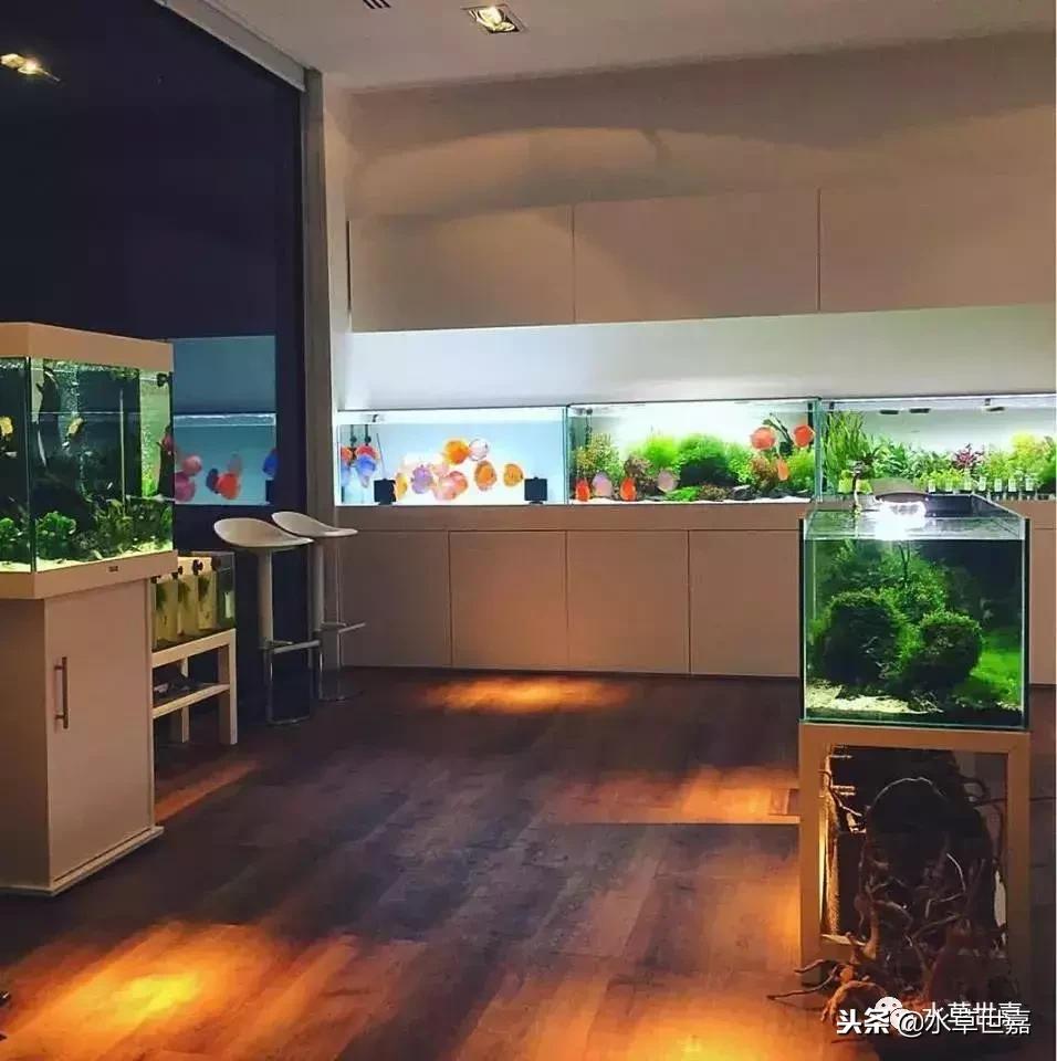 七彩神仙鱼水族箱布景,七彩神仙鱼苗繁殖技术