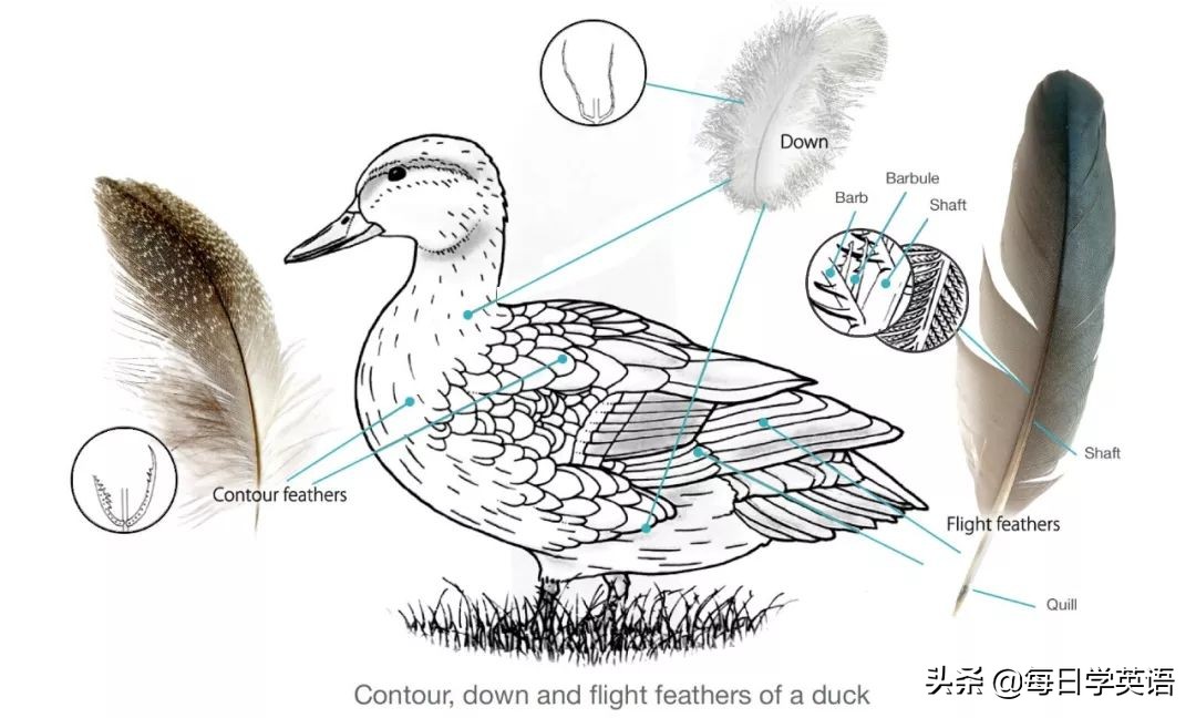 羽绒服的英文怎么说,我怎么就没想到英文