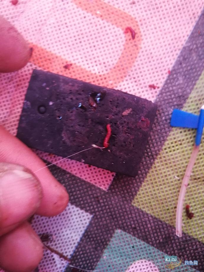 冰钓鲫鱼红虫挂大点好还是小点好,冬季钓鱼必杀饵红虫的选择与保鲜