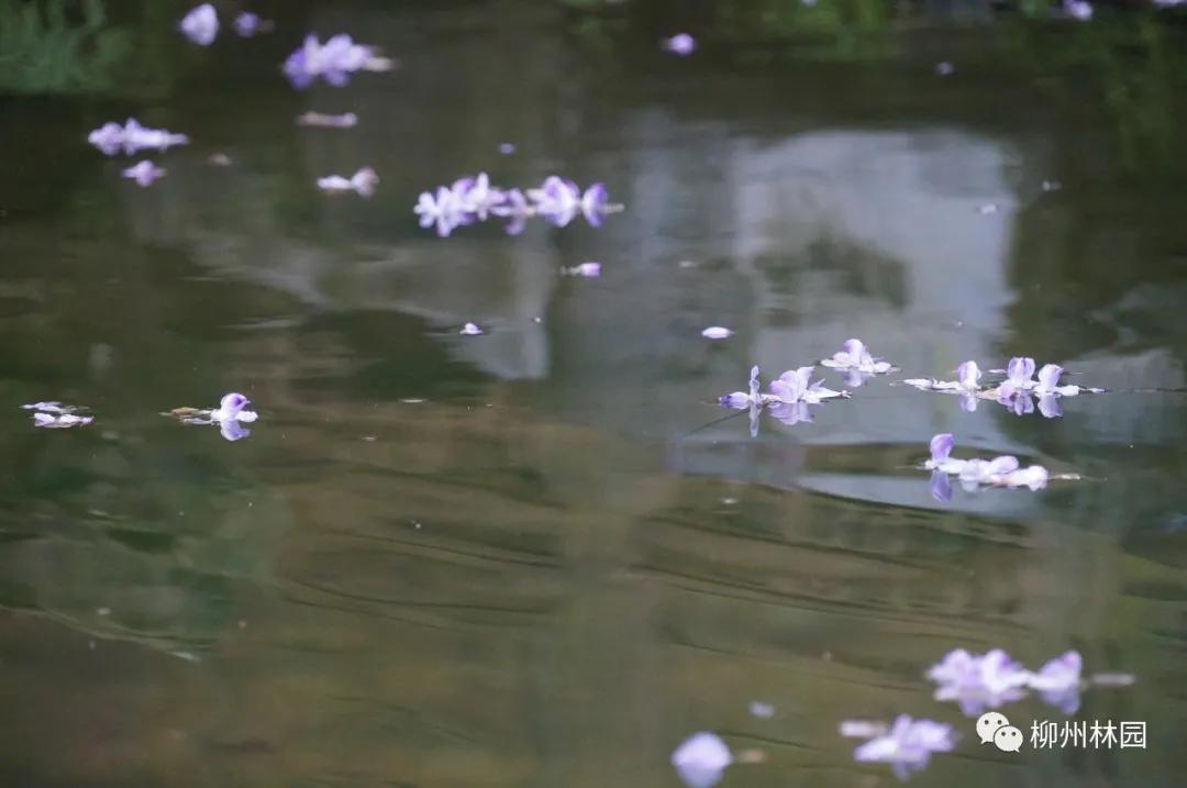 柳州柳侯公园有什么景物,柳州柳侯公园值得打卡