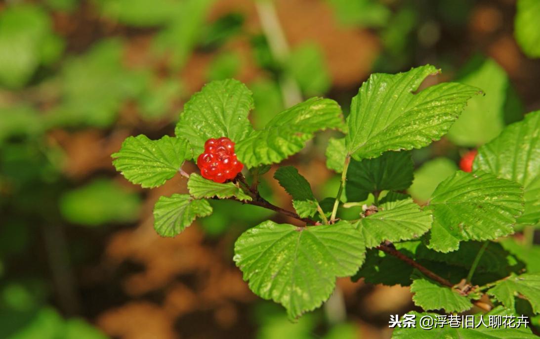 种一盆小时候的味道,超市卖到100多一斤的树莓,自己种一棵丰产