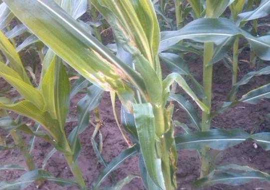 种植玉米高产技术有哪些,积温在2500到3000的高产玉米种子