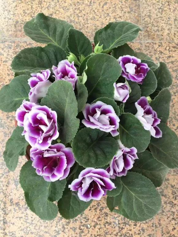 什么花最好养最耐阴,什么花最好种又耐阴