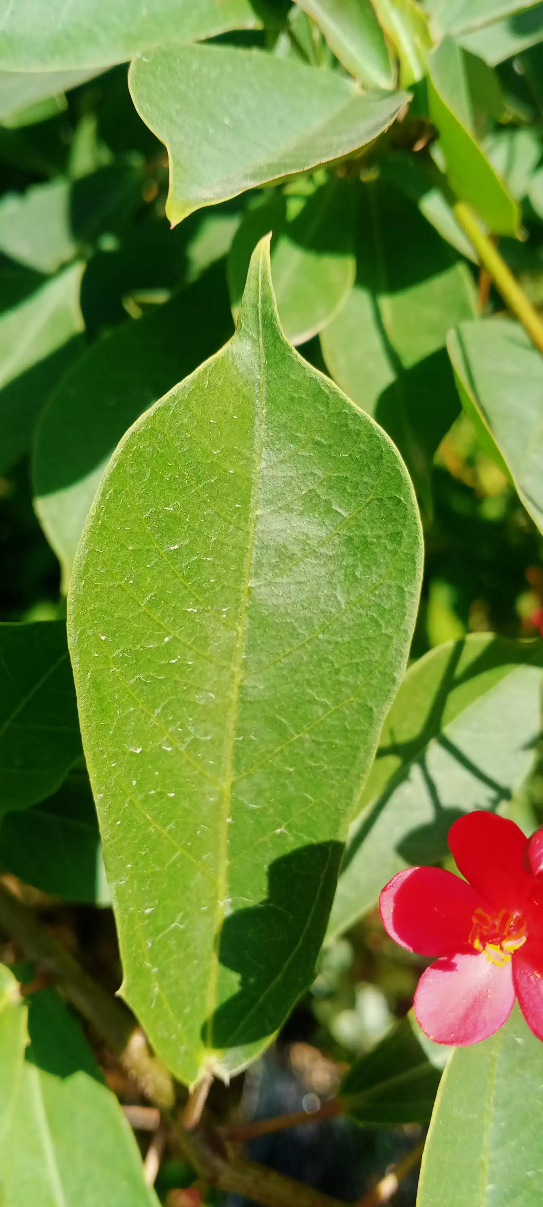 琴叶珊瑚海南,广州叶珊瑚