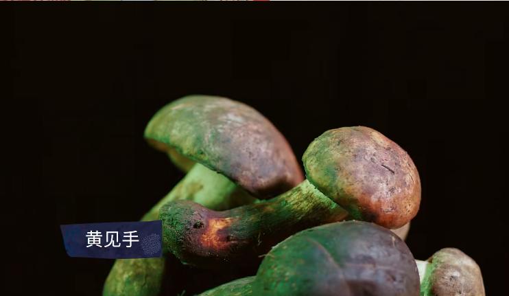 野生菌的毒是什么毒,野生菌属于毒品吗