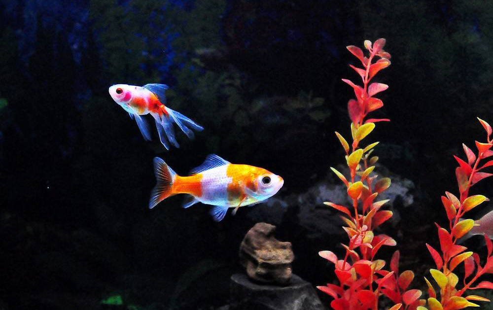 观赏鱼内感染,观赏鱼细菌性感染怎么造成的